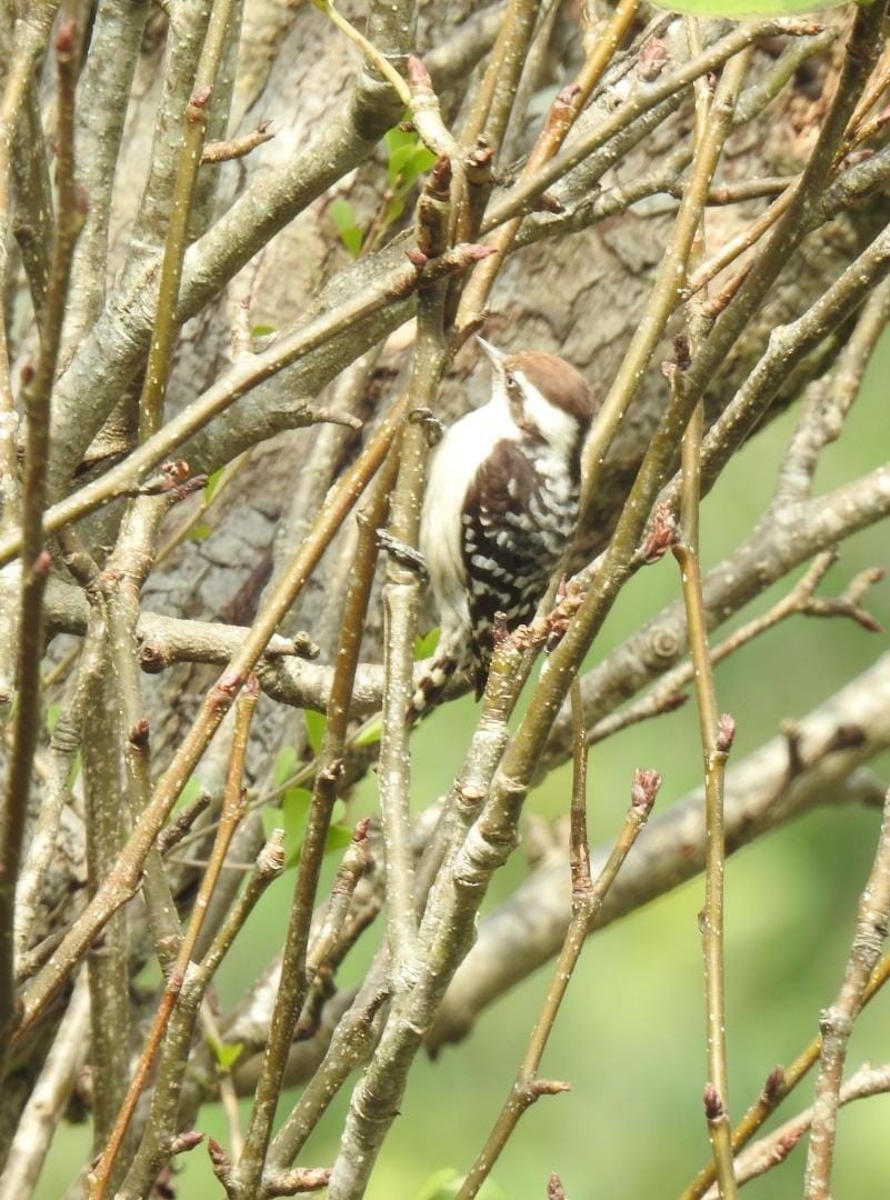 Brown-capped Pygmy Woodpecker - ML417930911