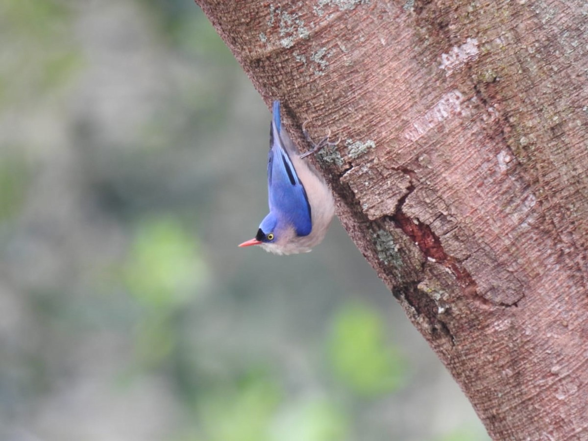 Velvet-fronted Nuthatch - ML417931121