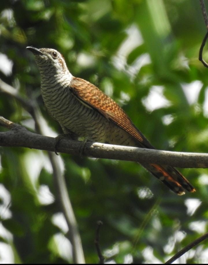 Banded Bay Cuckoo - ML417931481