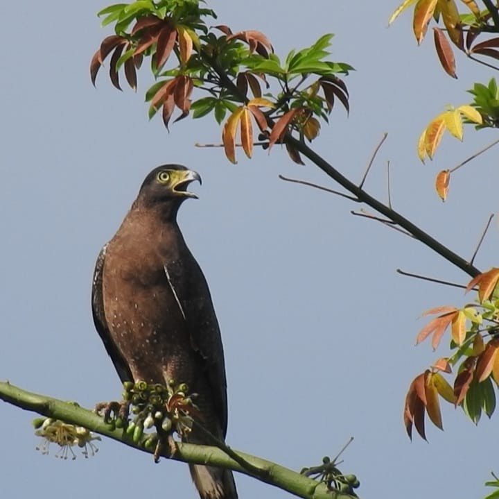 Crested Serpent-Eagle - ML417931541