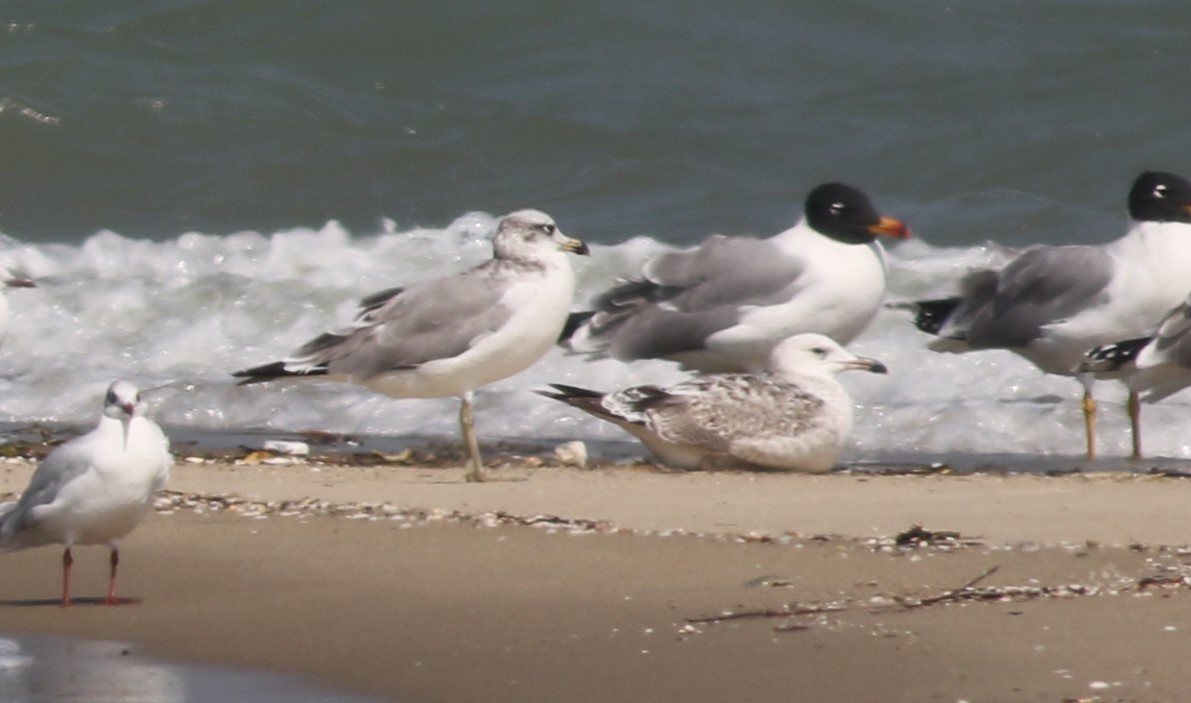 Pallas's Gull - ML417931741