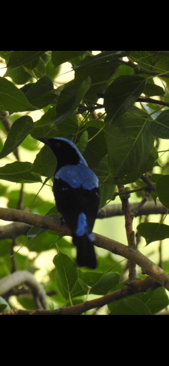 Asian Fairy-bluebird - ML417932041