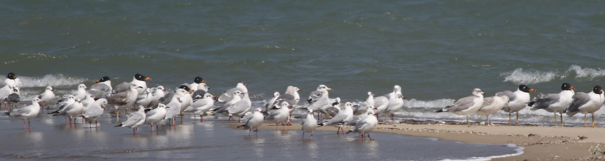 Pallas's Gull - ML417932381