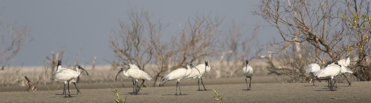 Black-headed Ibis - ML417932501