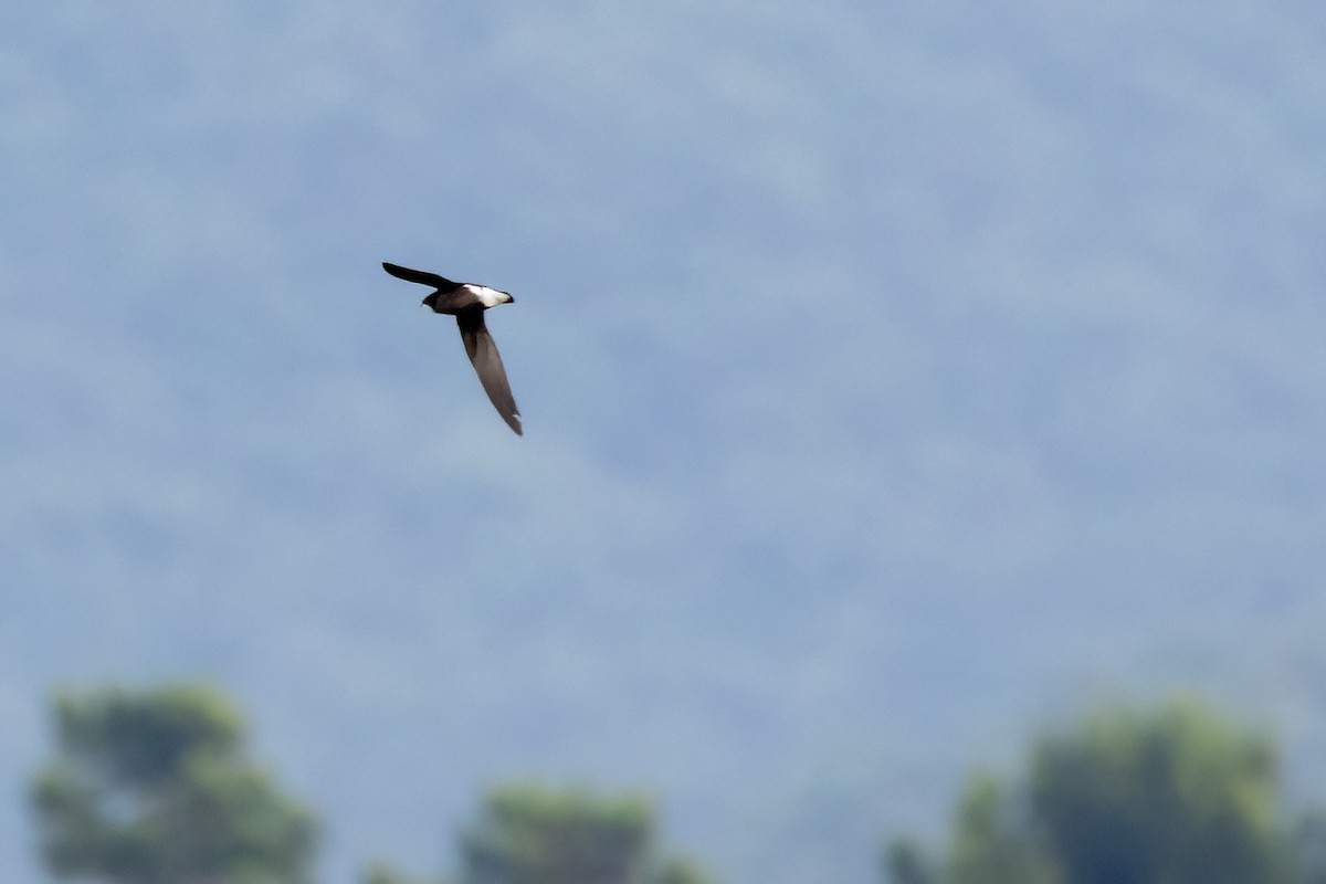 White-throated Needletail - ML417932571