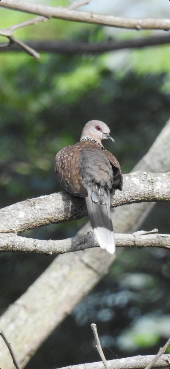 Laughing Dove - ML417932731