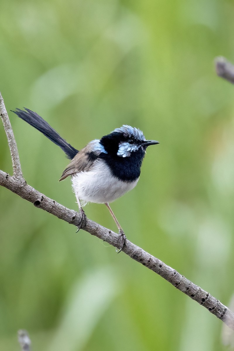 Superb Fairywren - ML417932761