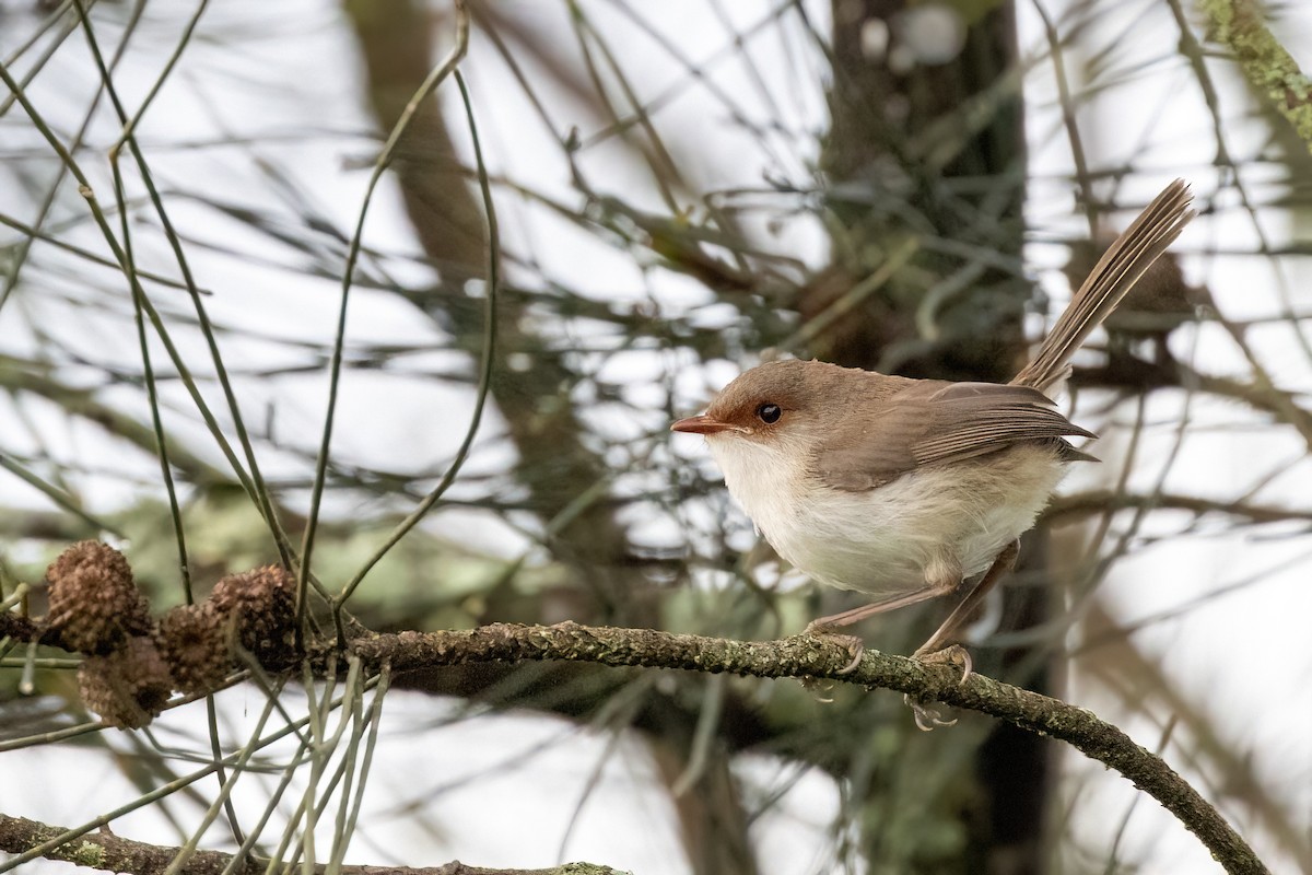 Superb Fairywren - ML417932781