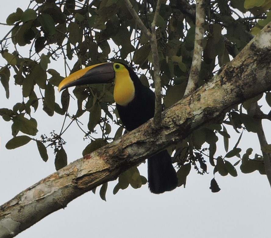 Yellow-throated Toucan - ML417933061