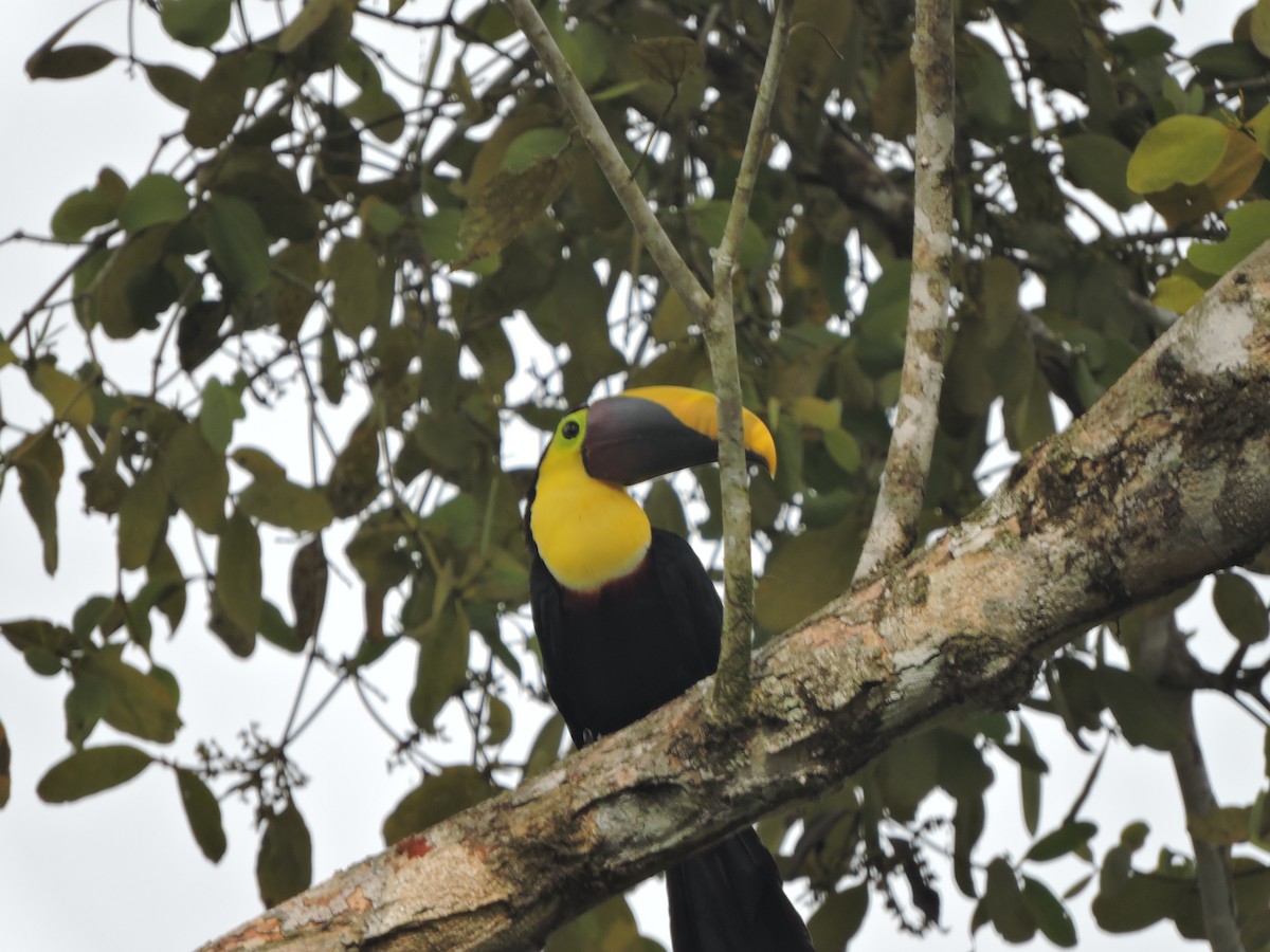 Yellow-throated Toucan - ML417933091