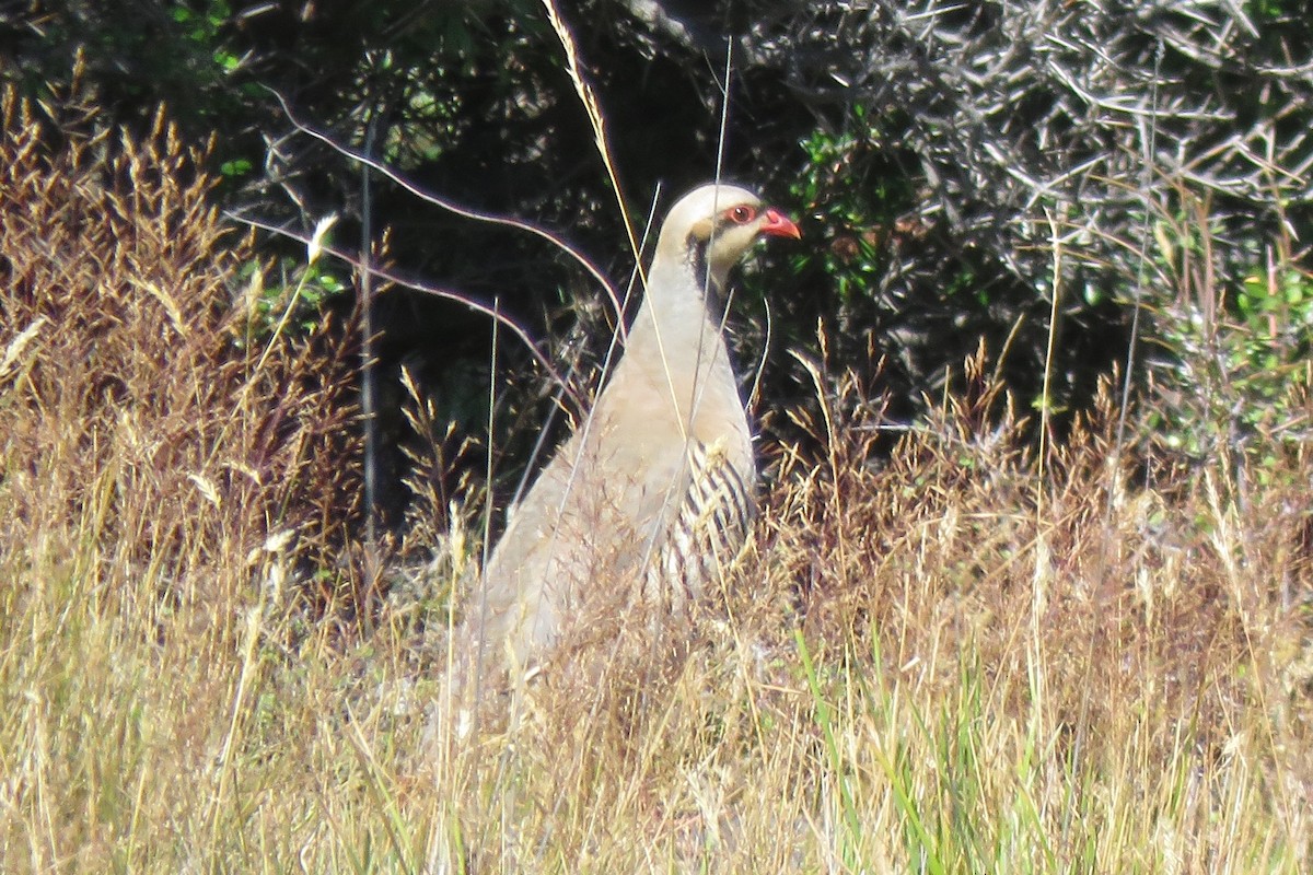 Coturnice orientale - ML417934841