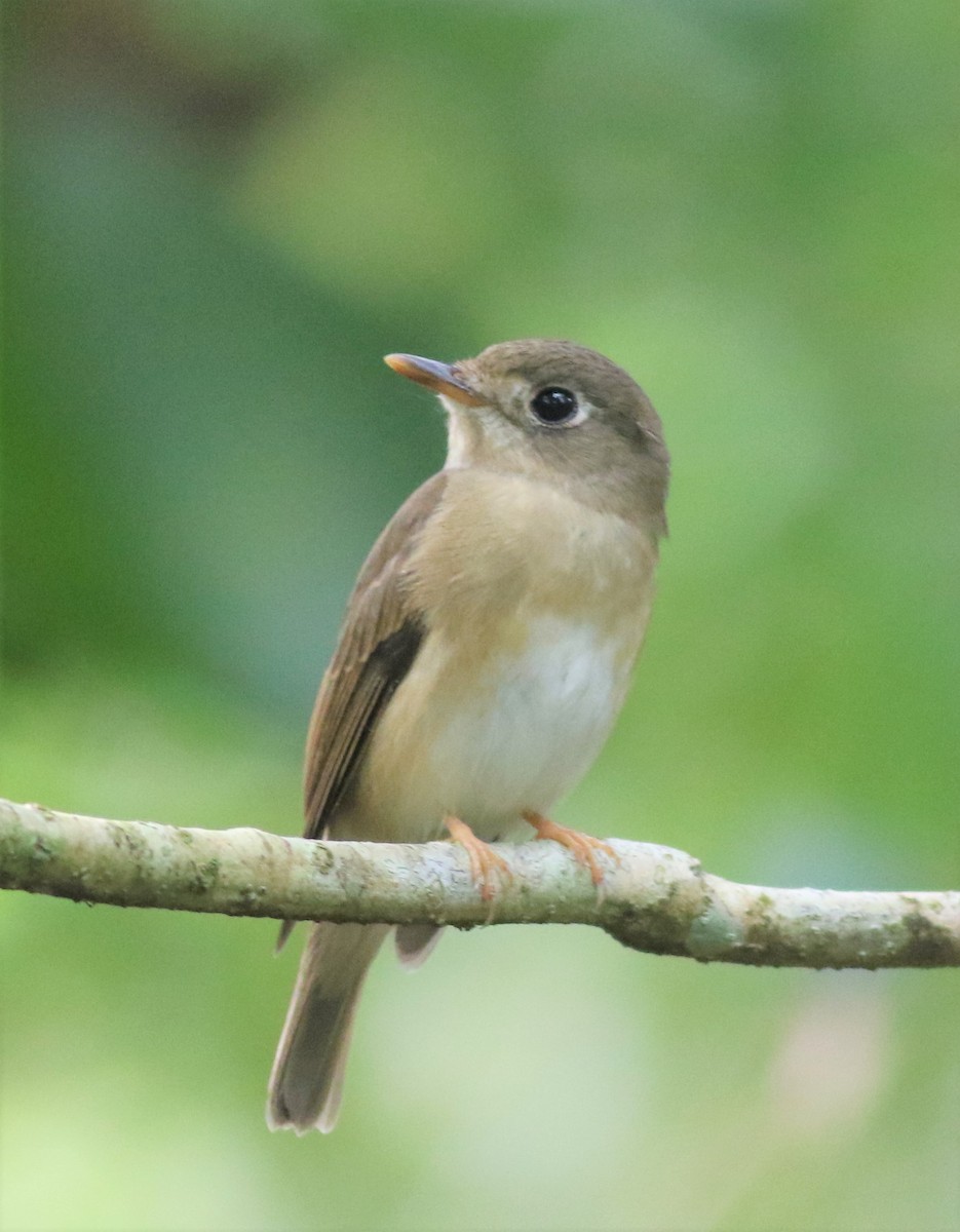 Asian Brown Flycatcher - ML417935051