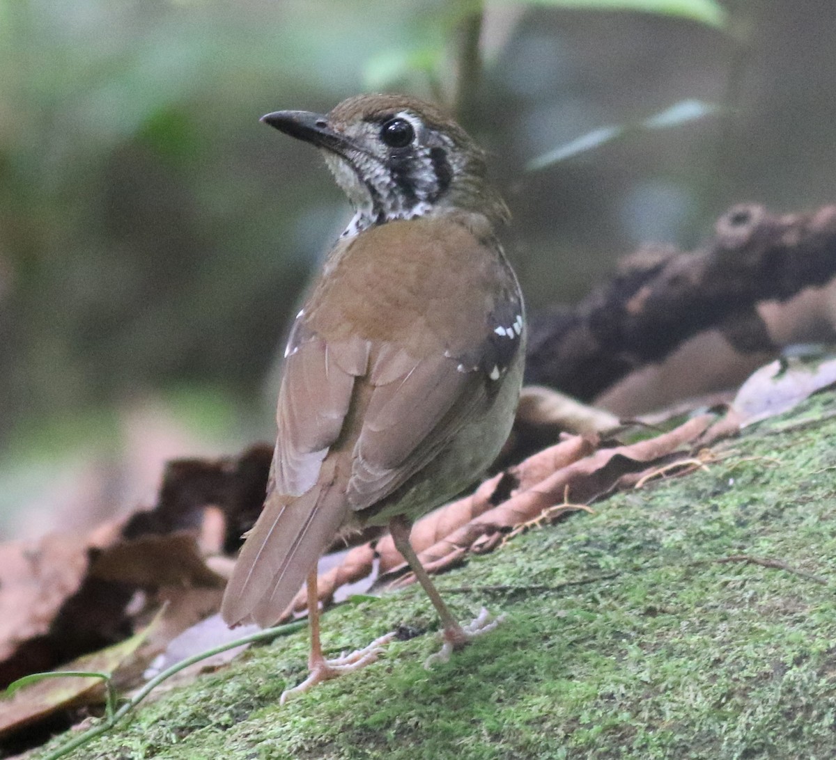 Spot-winged Thrush - ML417935091