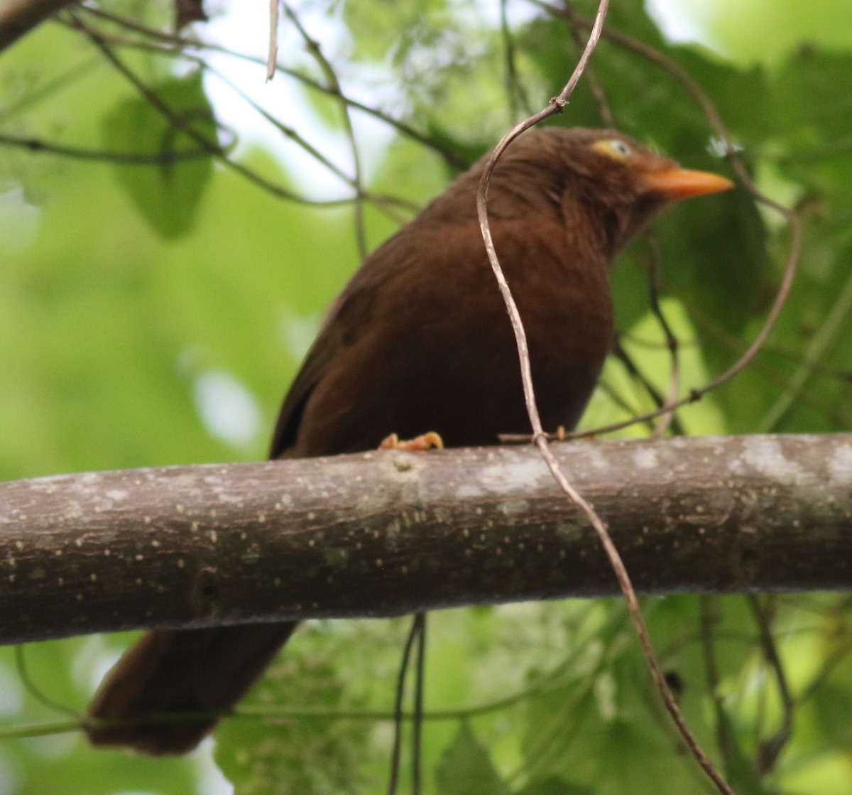 Orange-billed Babbler - ML417935191