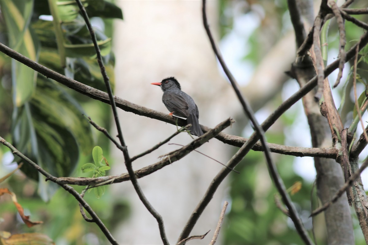 Square-tailed Bulbul - ML417935311