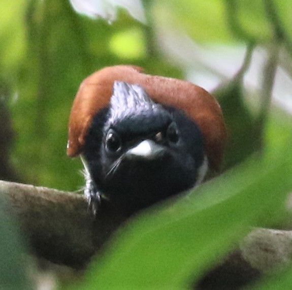 Indian Paradise-Flycatcher - ML417935331