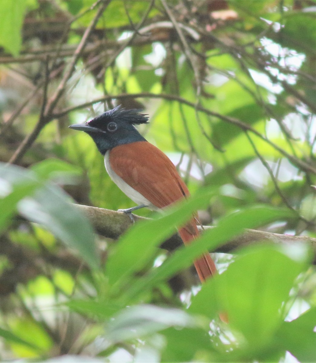Indian Paradise-Flycatcher - ML417935351