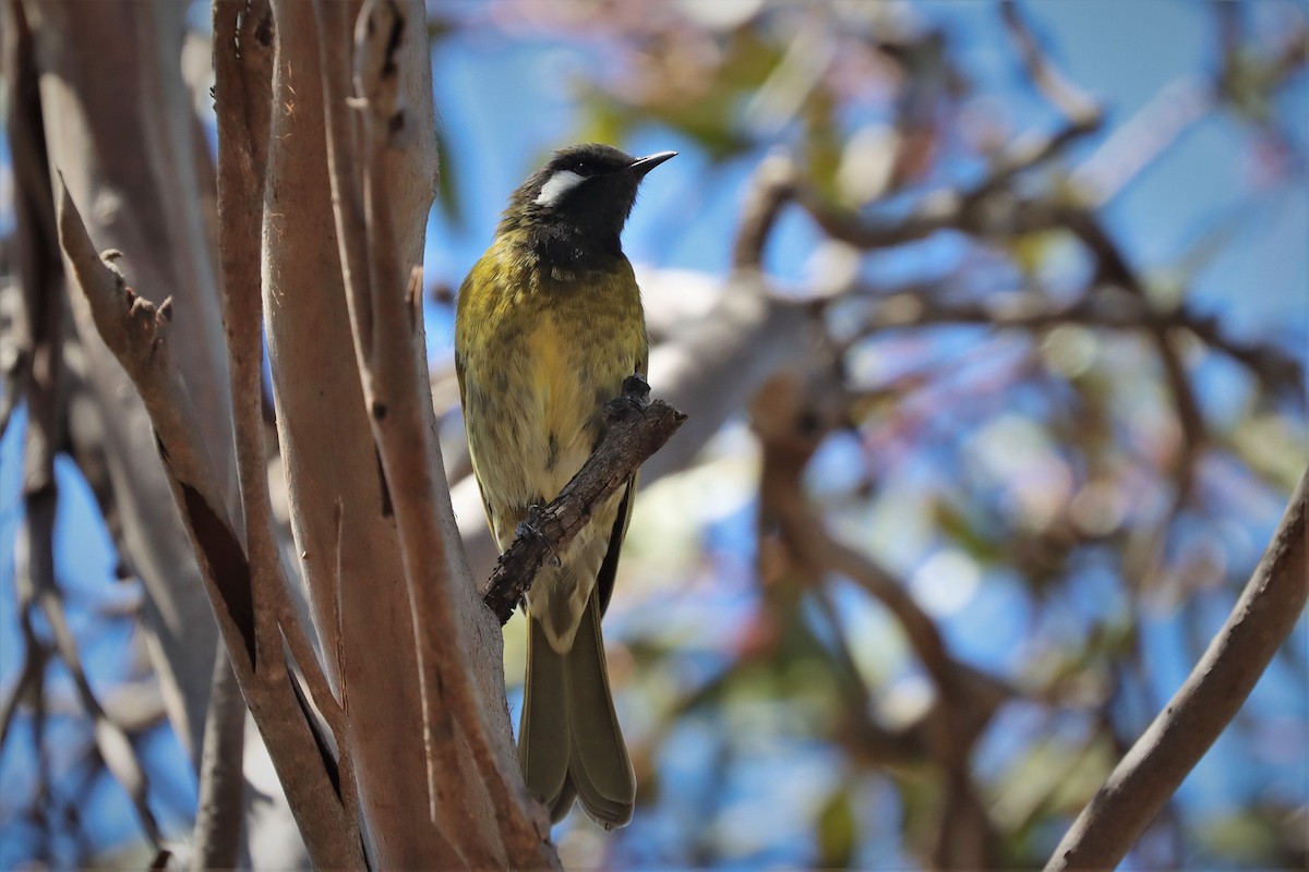 White-eared Honeyeater - ML417935521