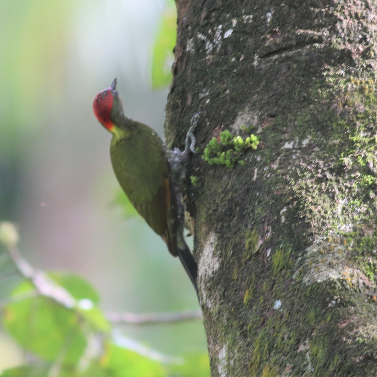 Lesser Yellownape - ML417935531