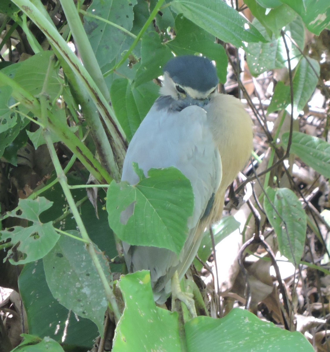 Boat-billed Heron - marti ikehara