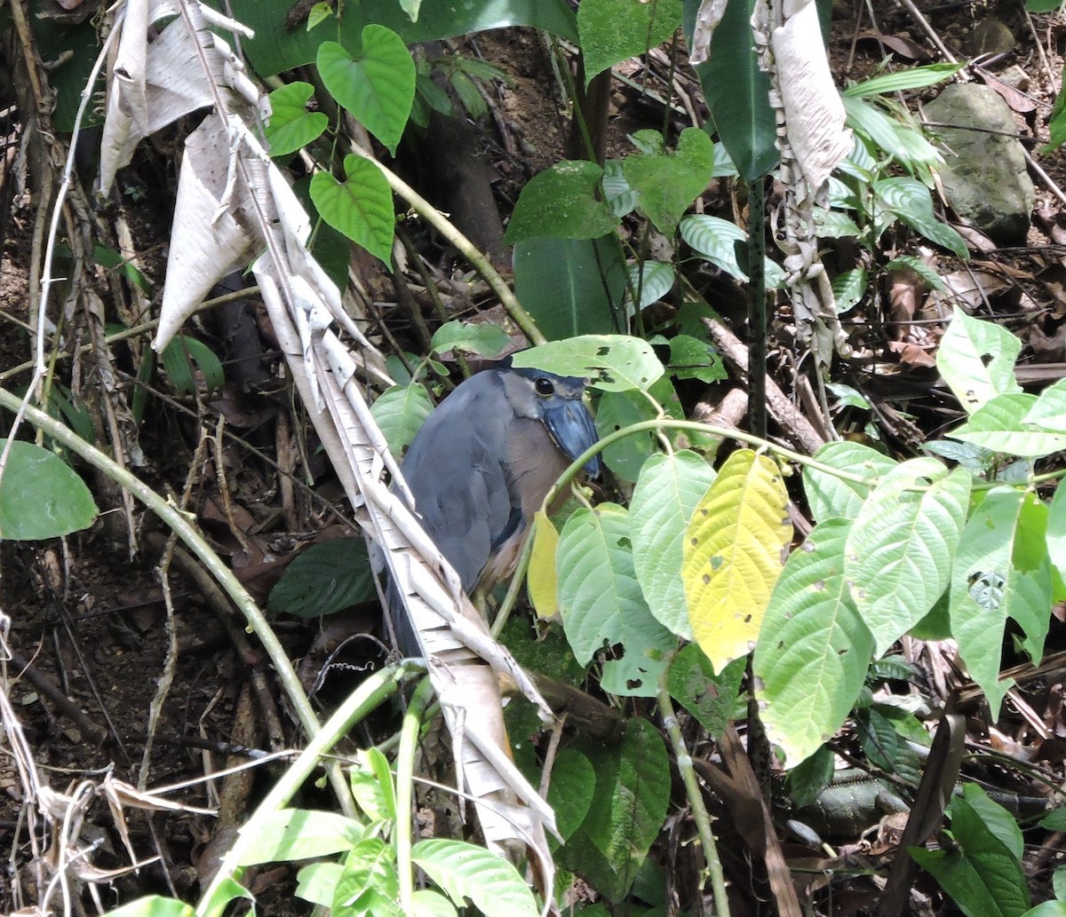 Boat-billed Heron - marti ikehara