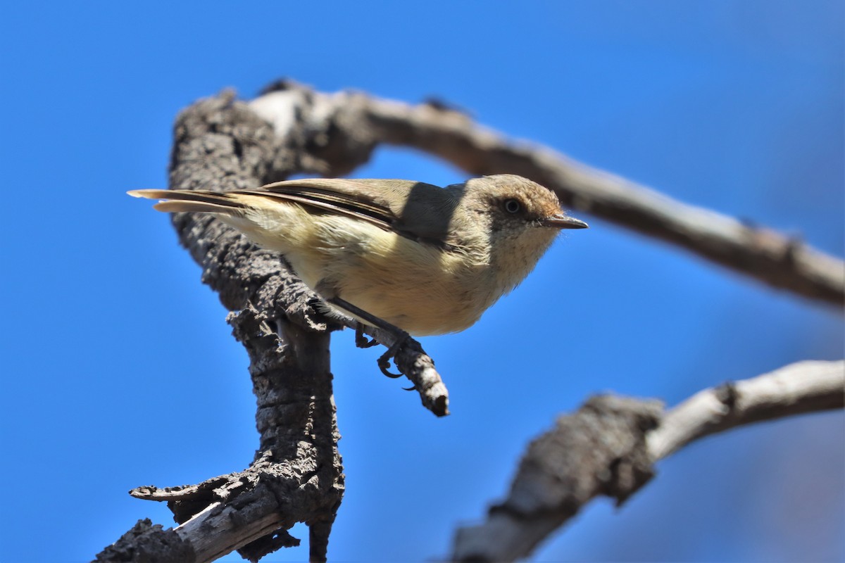 Buff-rumped Thornbill - ML417935621
