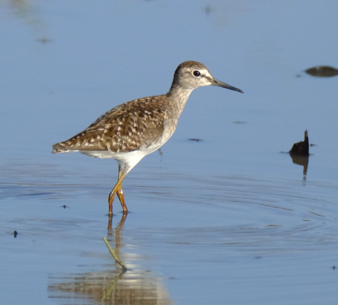 Wood Sandpiper - ML417936151