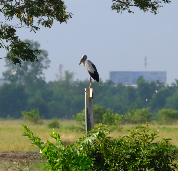 Asian Openbill - ML417936331