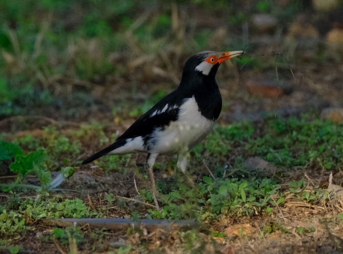 Siamese Pied Starling - ML417936881