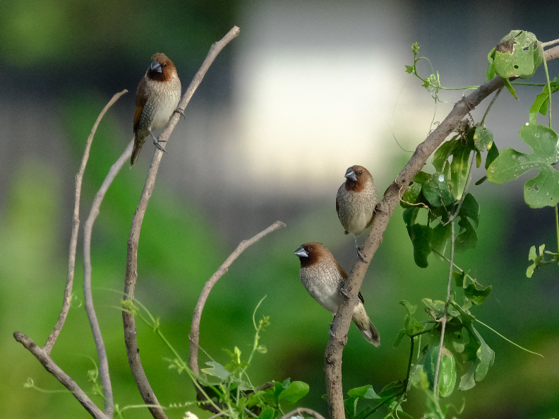 Scaly-breasted Munia - ML417937631