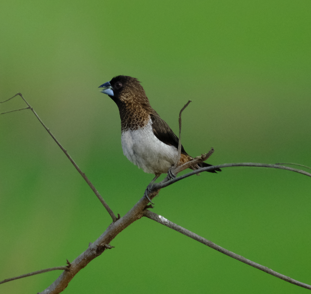 White-rumped Munia - ML417937721