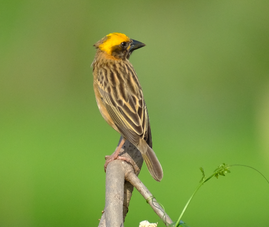 Baya Weaver - ML417938451