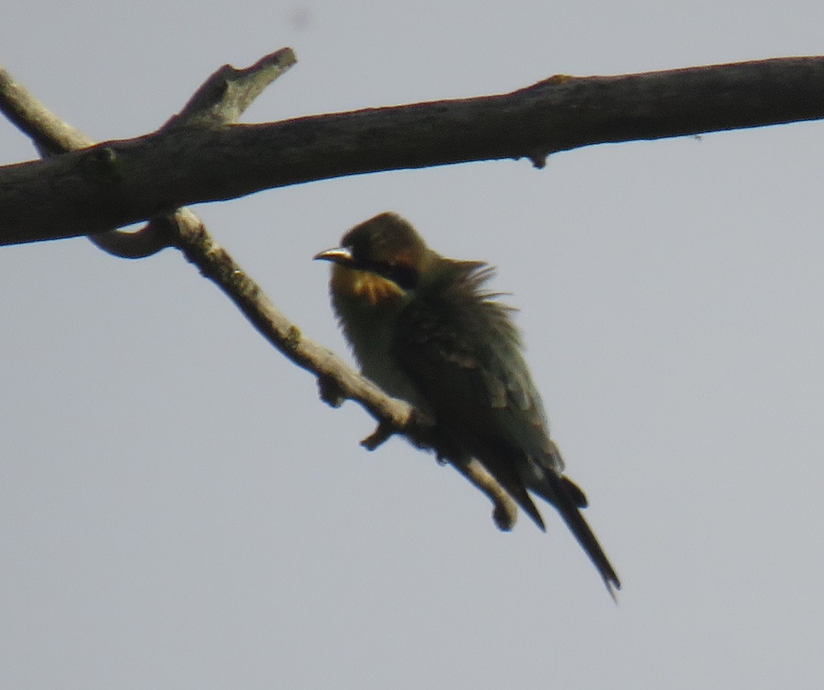 Rainbow Bee-eater - ML417940441