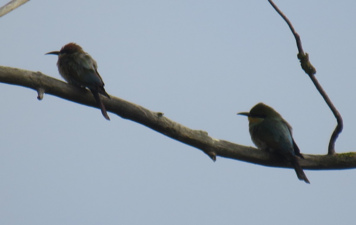 Rainbow Bee-eater - ML417940461