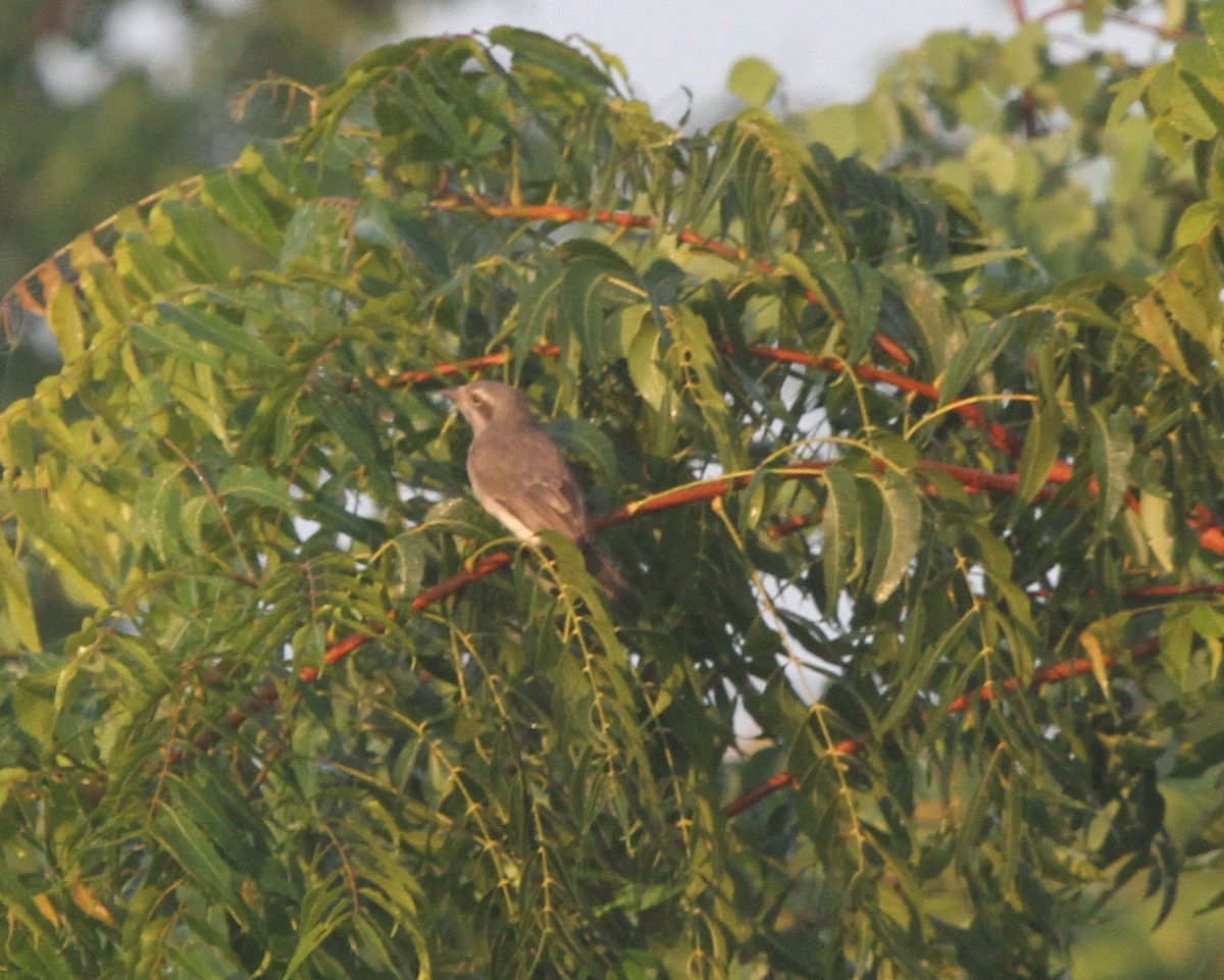 Sri Lanka Woodshrike - ML41794051