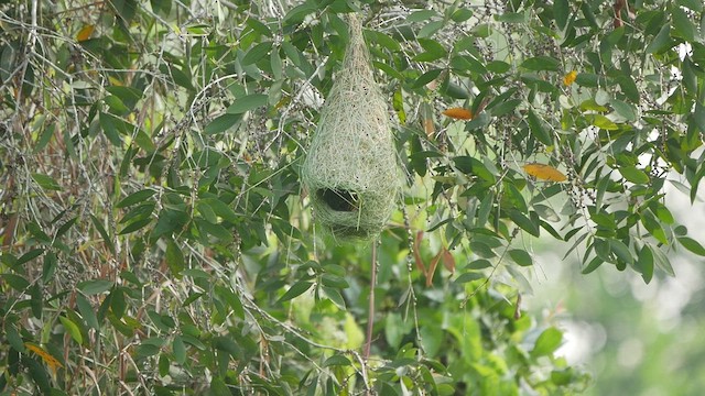 Baya Weaver - ML417940841