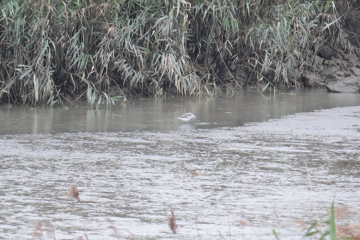 Marsh Sandpiper - ML417941361