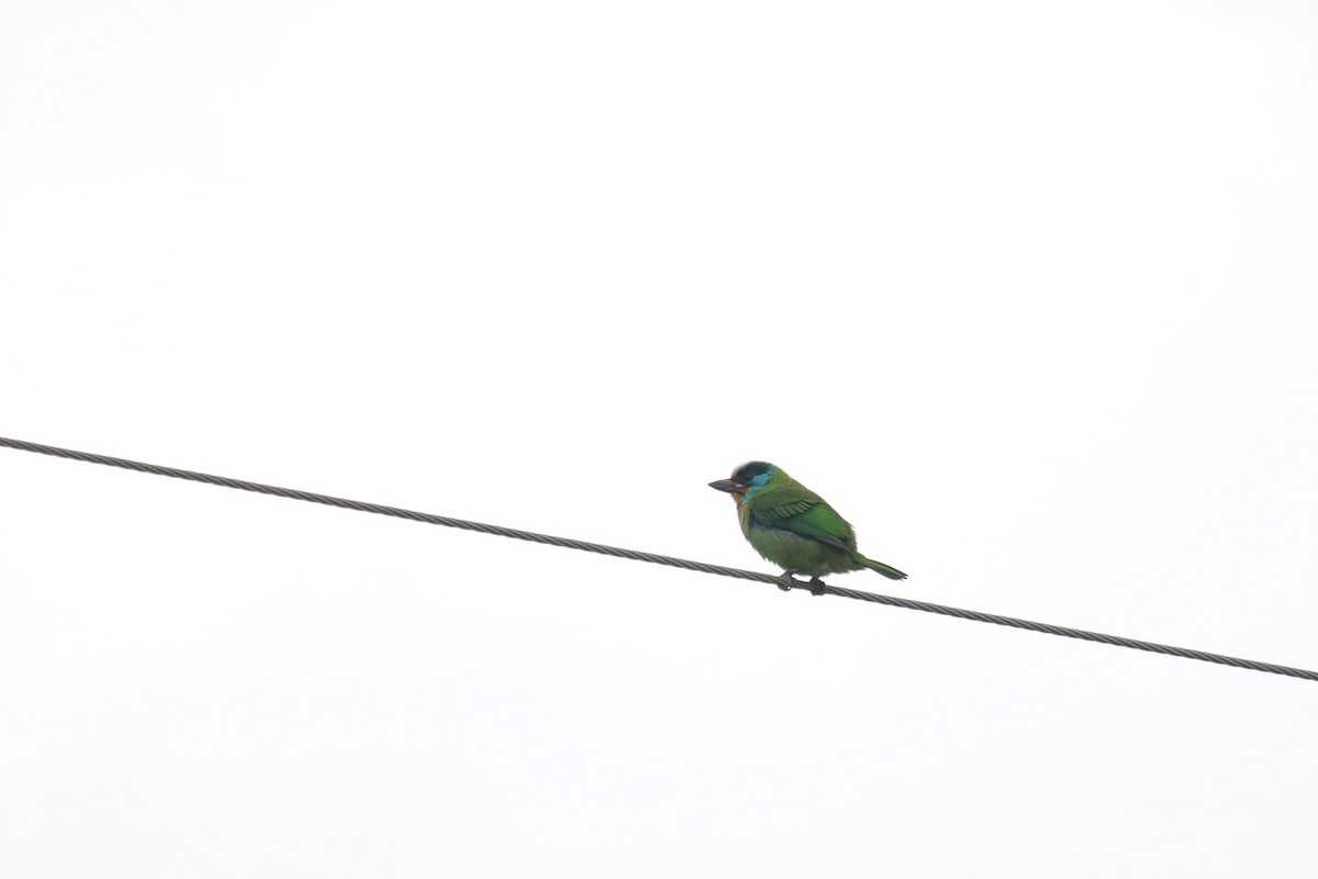 Taiwan Barbet - ML417941461