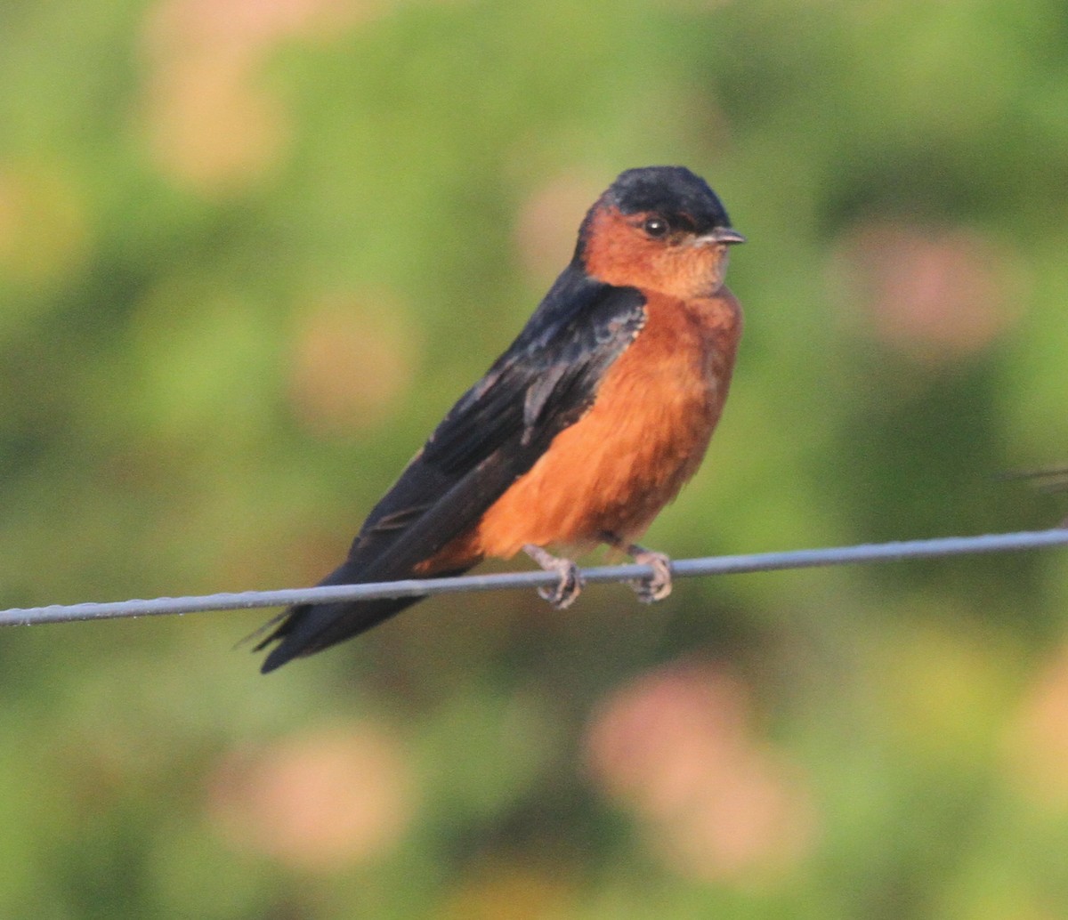 Sri Lanka Swallow - ML41794171