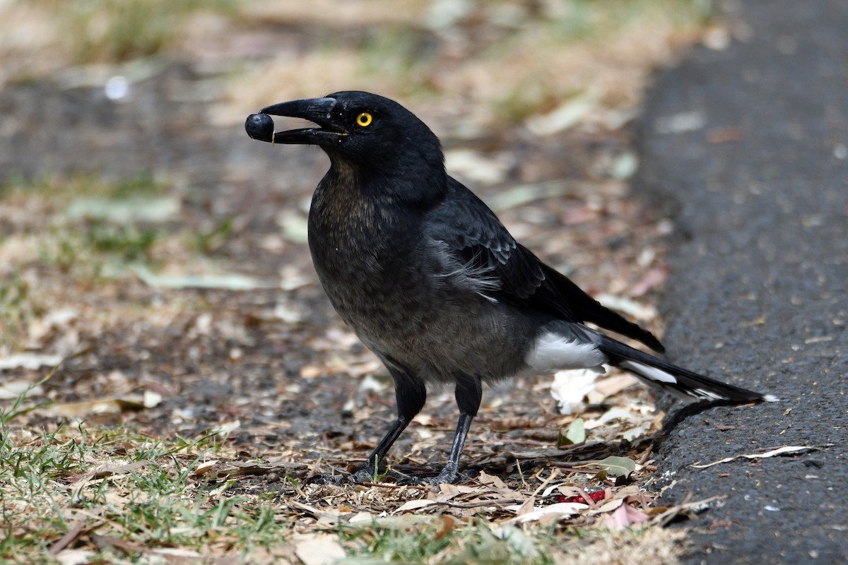 Pied Currawong - ML417942011