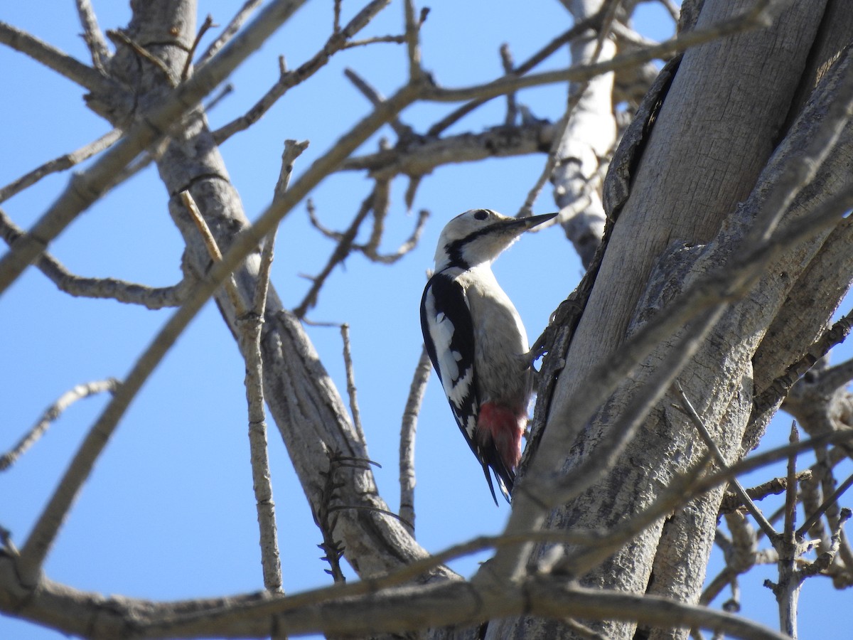 Sind Woodpecker - Elahe Salari