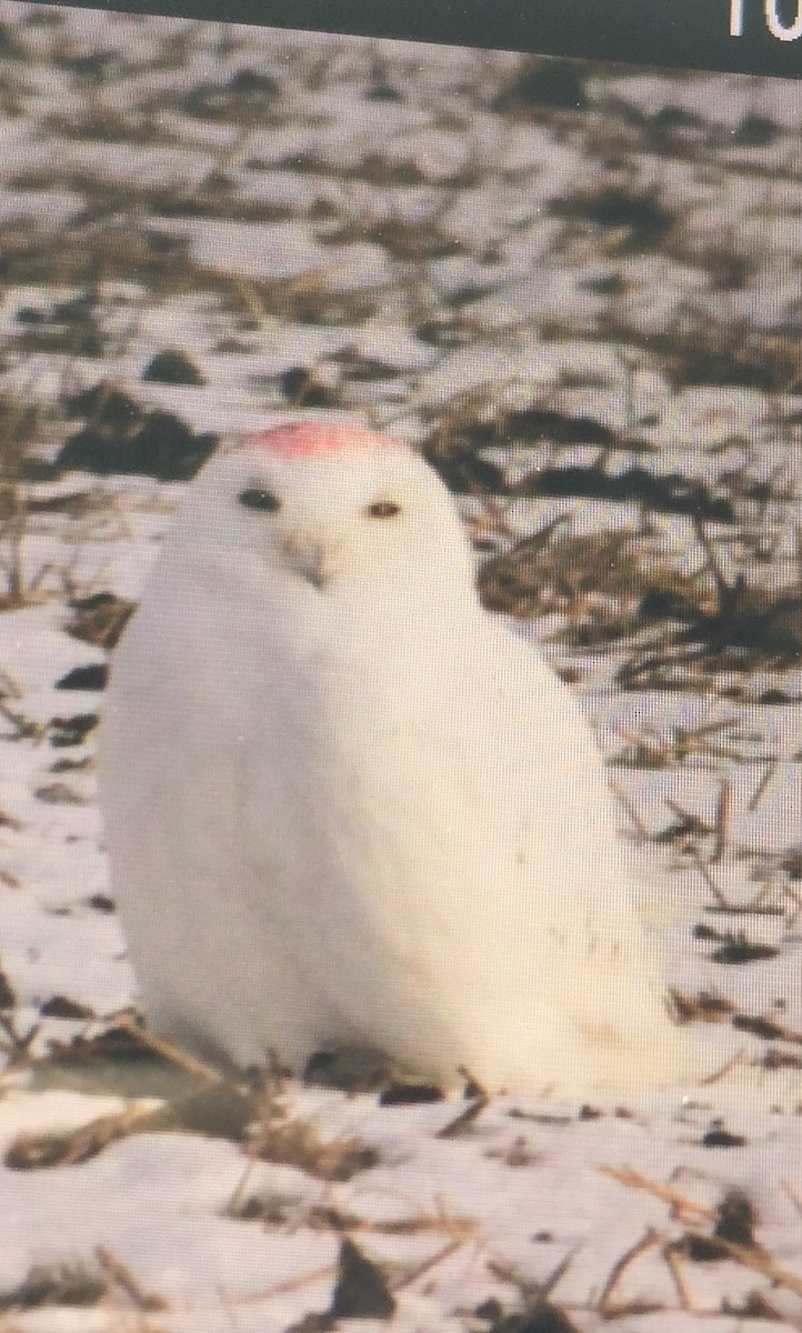 Snowy Owl - ML41794301