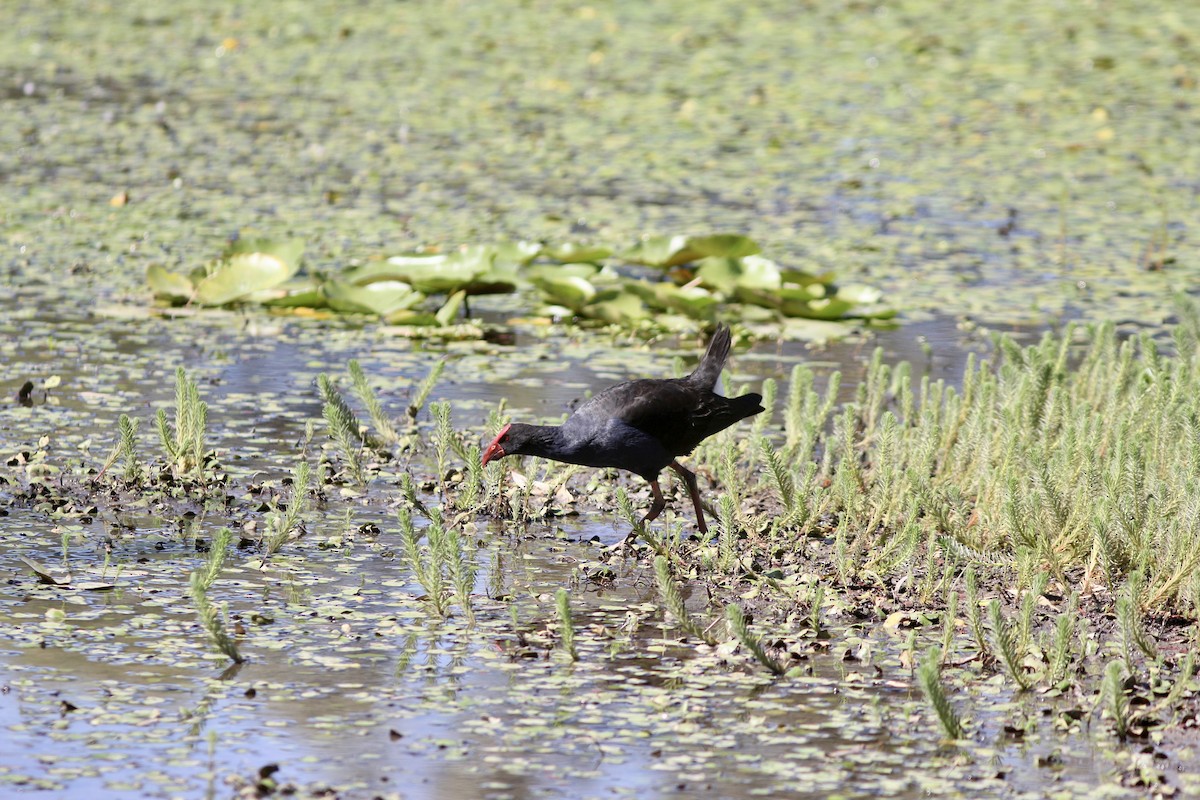 Australasian Swamphen - ML417943051