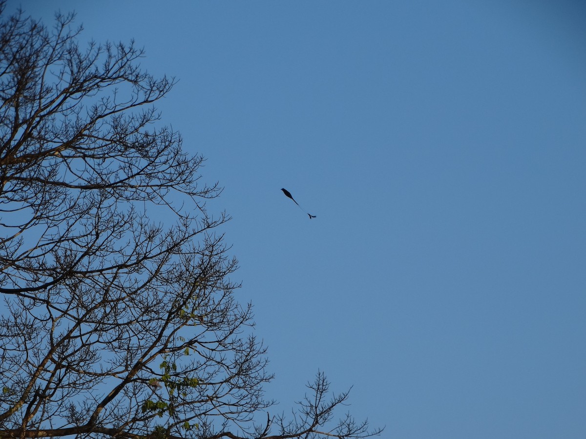 Greater Racket-tailed Drongo - Meruva Naga Rajesh