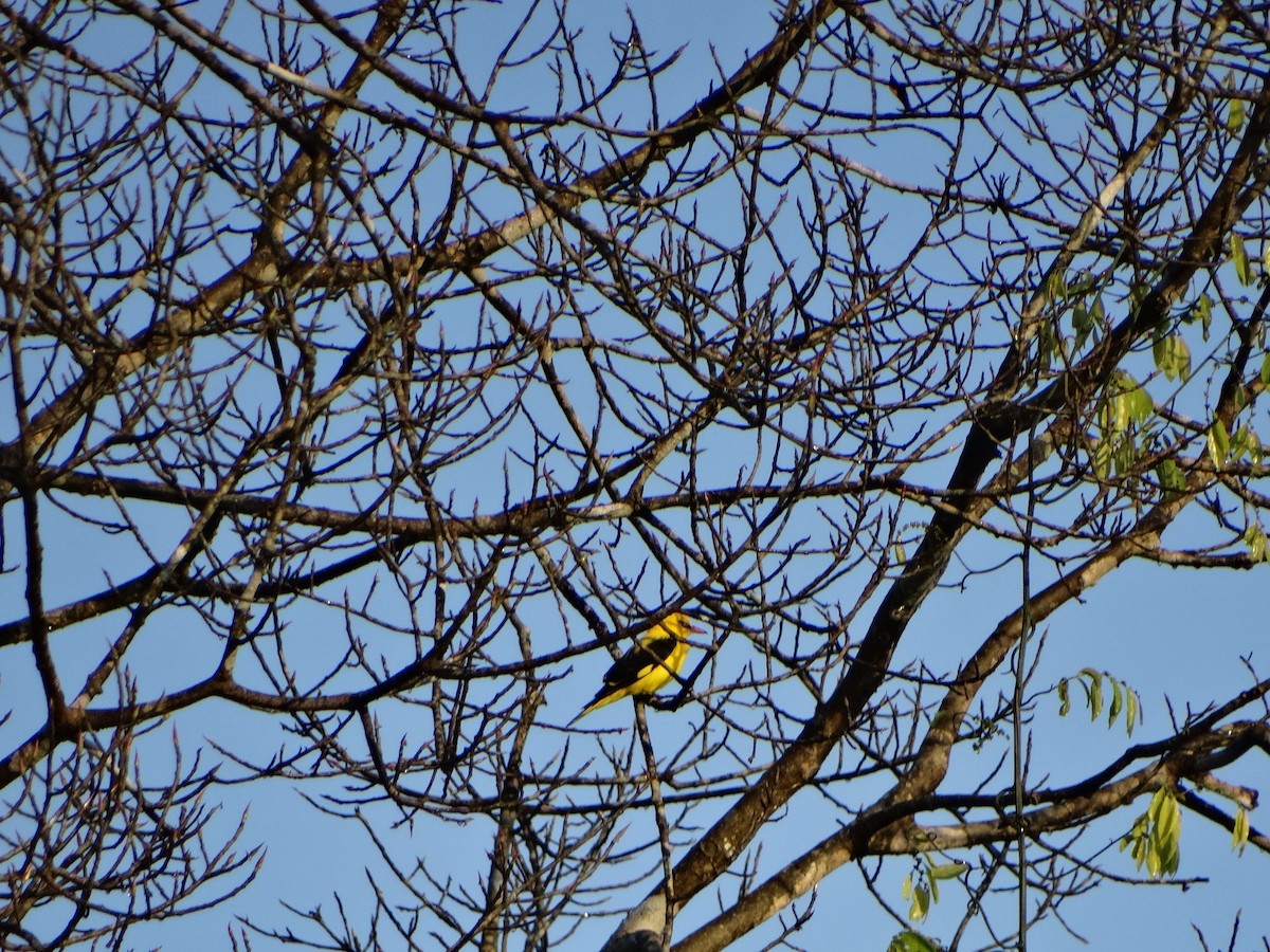 Indian Golden Oriole - Meruva Naga Rajesh