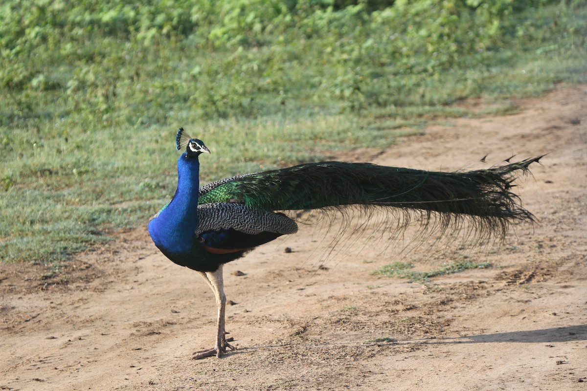 Indian Peafowl - ML41794531