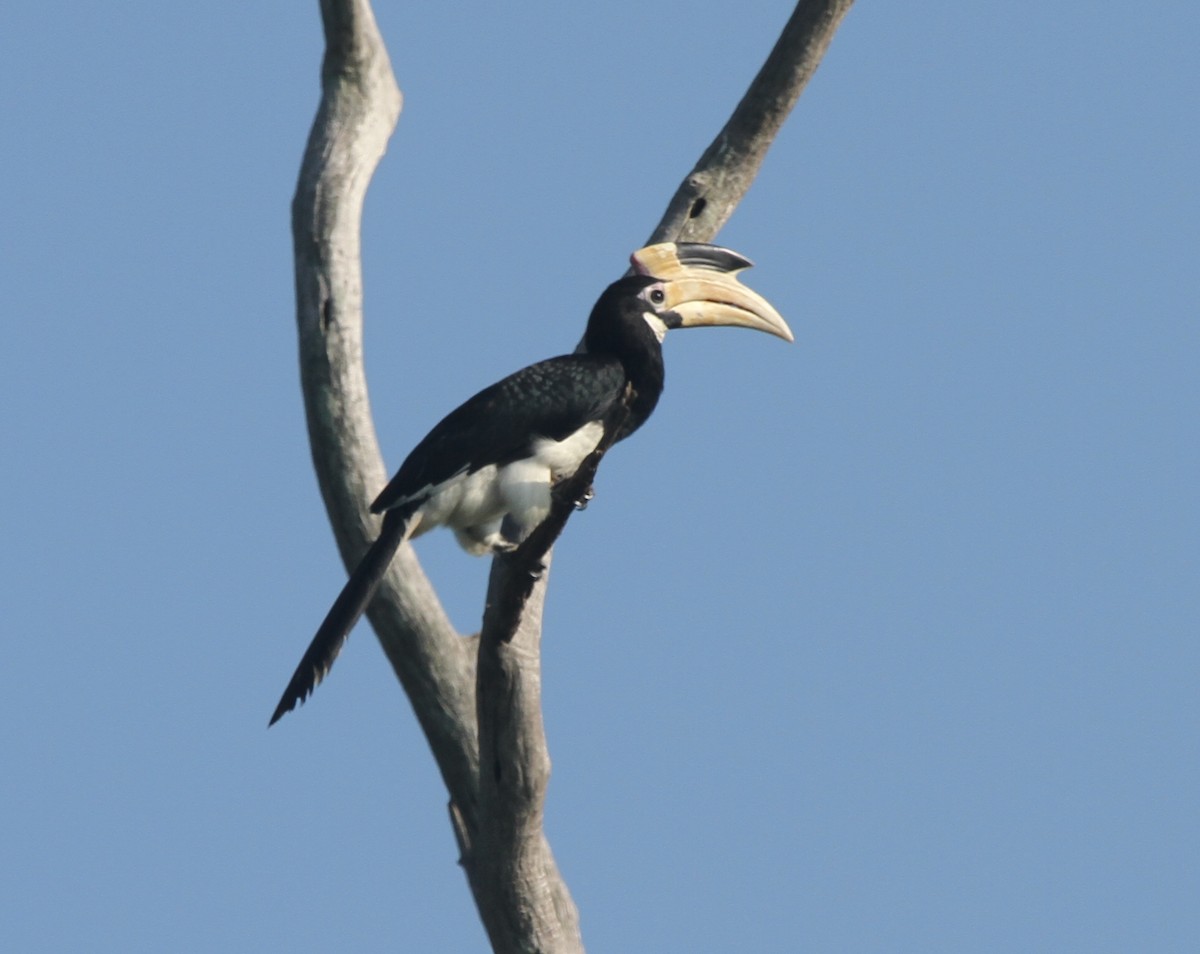 Malabar Pied-Hornbill - ML41794751