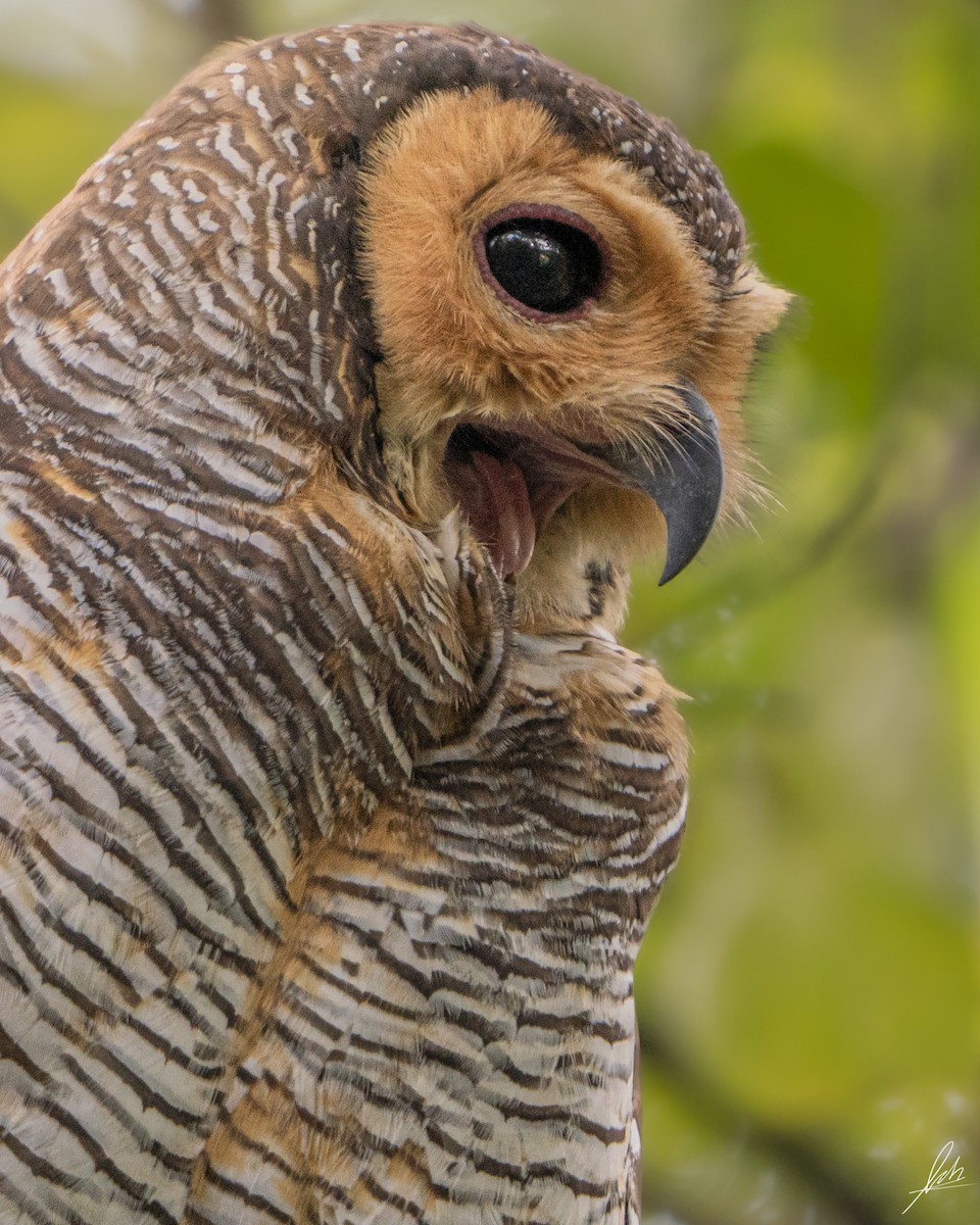 Spotted Wood-Owl - ML417948331