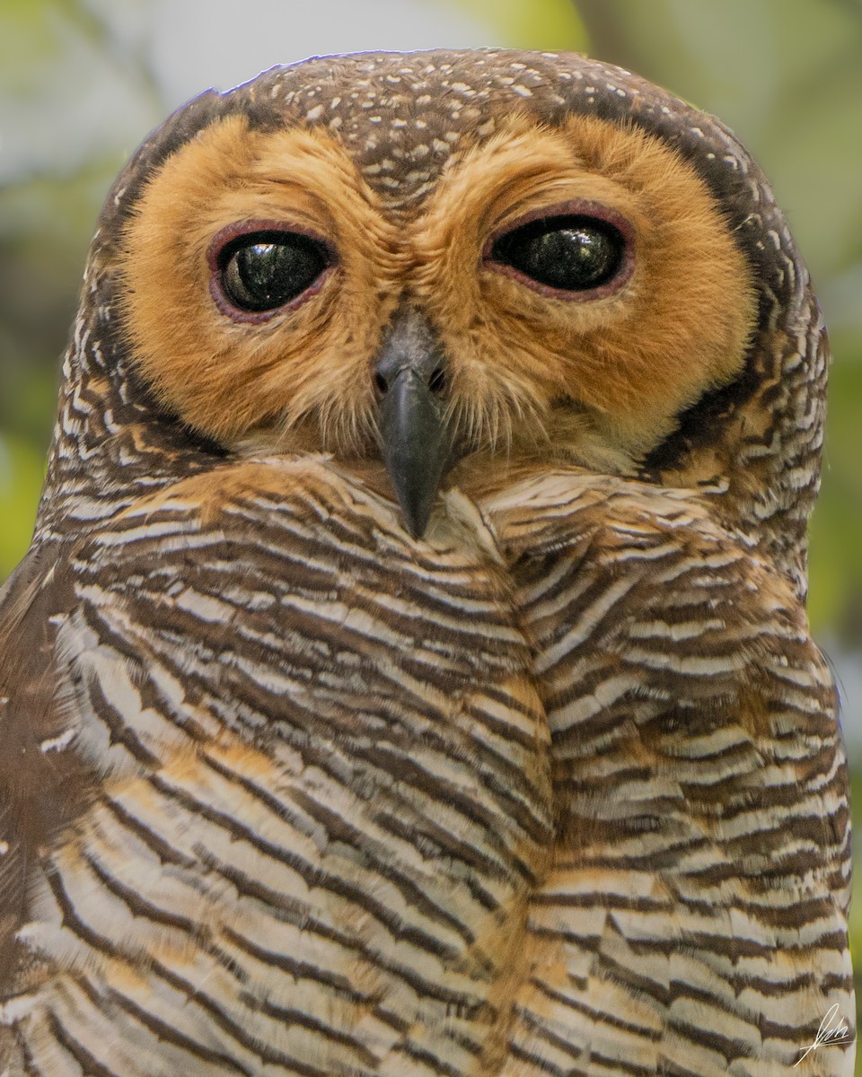 Spotted Wood-Owl - ML417948341