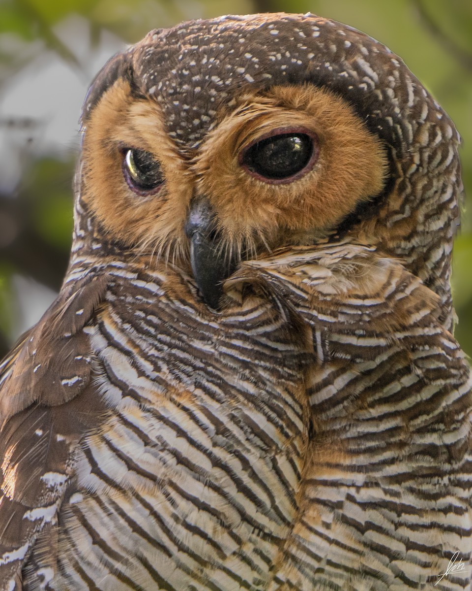 Spotted Wood-Owl - ML417948361